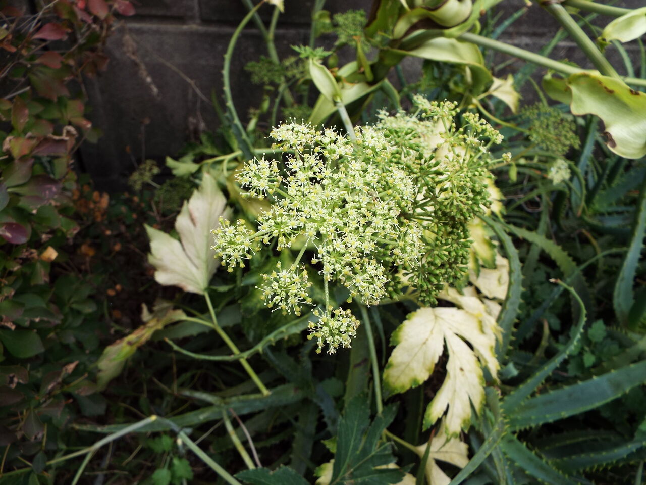 四季の花 四季の実51 アシタバ 明日葉 11 03 音の楽しみ