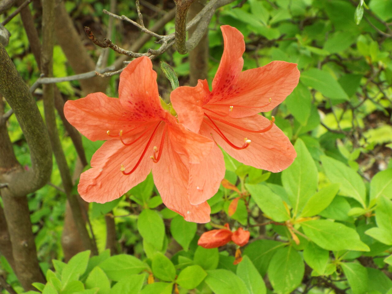 四季の花 四季の実66 ヤマツツジ 21 04 19 音の楽しみ 四季の花 四季の実66 ヤマツツジ 21 04 19 音の楽しみ
