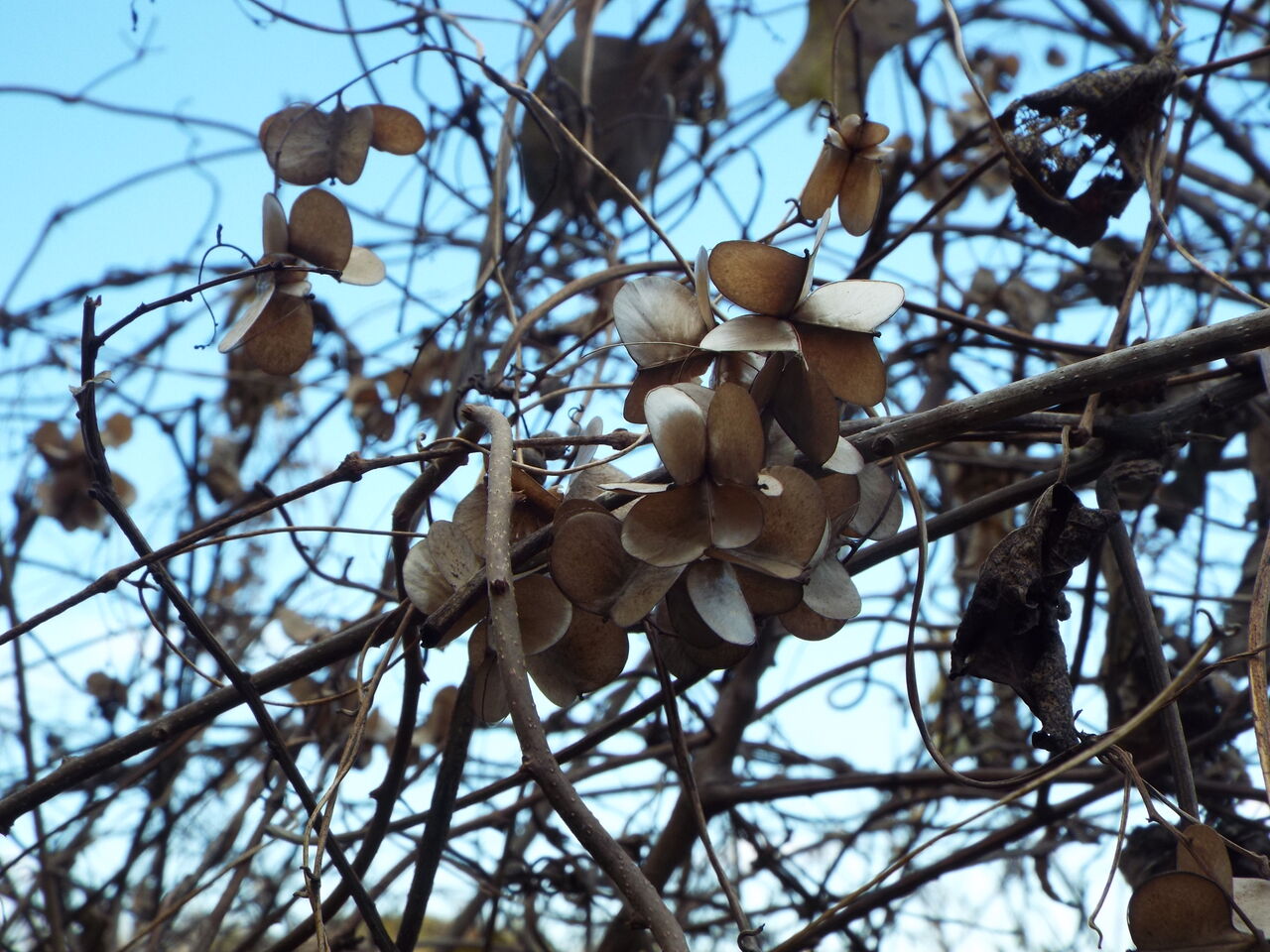 四季の花 四季の実 大寒 自然薯の花殻 22 01 音の楽しみ