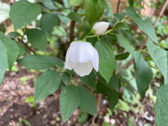 新 とっておきの花 22 11 誕生花 バイカウツギの花言葉 22 06 04 音の楽しみ 新 とっておきの花 22 11 誕生花 バイカウツギの花言葉 22 06 04 音の楽しみ