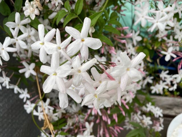 新 とっておきの花 22 12 誕生花マツリカ 茉莉花 の花言葉 22 06 08 音の楽しみ 新 とっておきの花 22 12 誕生花マツリカ 茉莉花 の花言葉 22 06 08 音の楽しみ