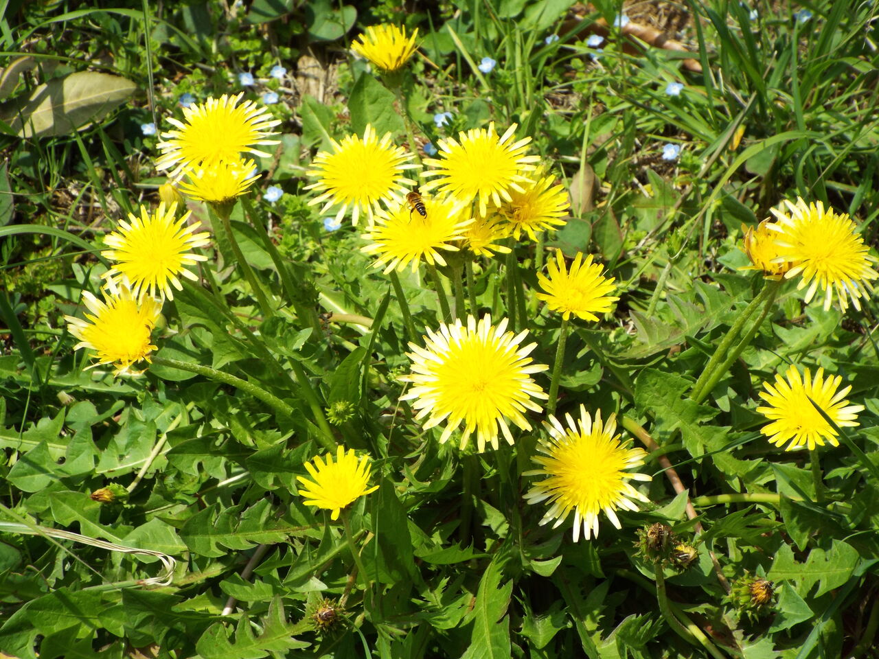 こんにちは 17 誕生花 花言葉 蒲公英 菖蒲 風車 21 05 03 音の楽しみ