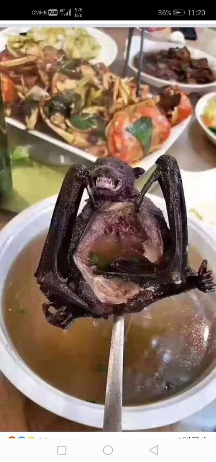 悲報 コロナウィルスの源 蝙蝠の刺身だった模様ｗｗｗｗｗｗｗｗｗｗｗｗｗｗｗｗｗｗｗｗｗ グロ注意 えちえちまとめアンテナ