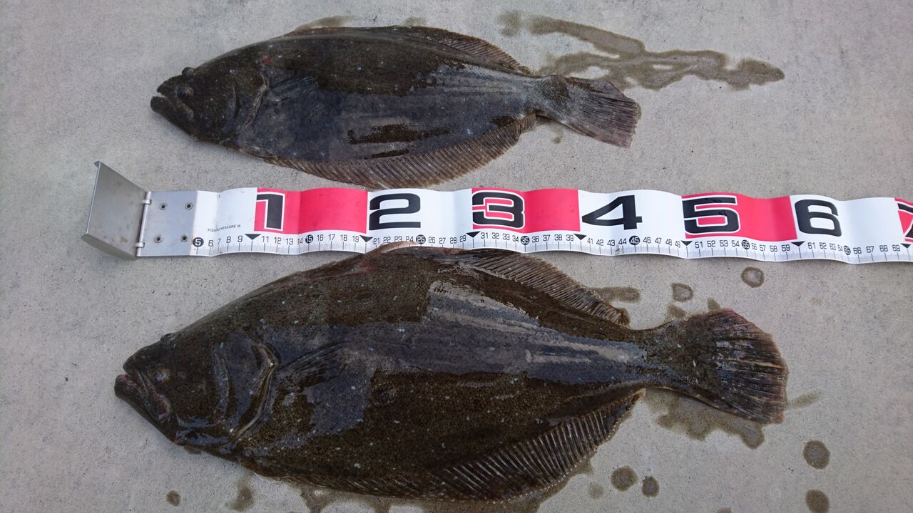 1 4 まとばや ヒラメ釣り 月は無慈悲な夜の女王