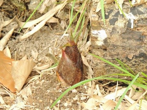 俺氏 美味しんぼのタケノコ山に本当にチャレンジしている人を発見し大感激 ブログ仮免許