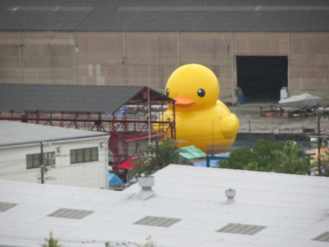 緊急オペ後元気になって空気がはいった巨大アヒルのオブジェ