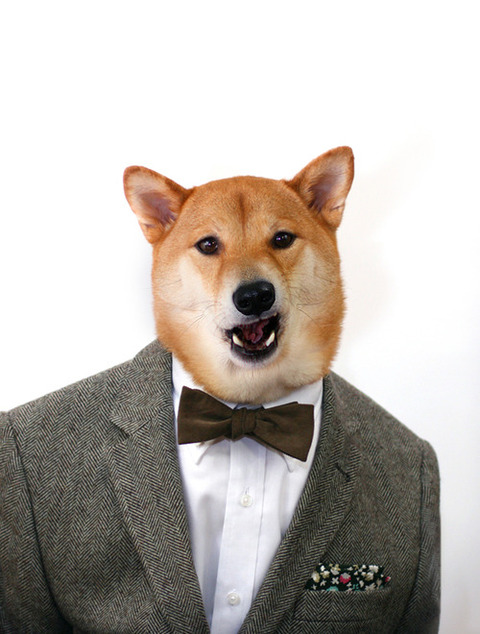 Menswear Dogの柴犬