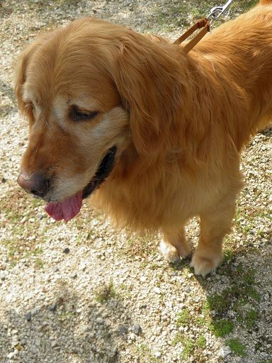 保見光成容疑者が飼っていた犬のオリーブ