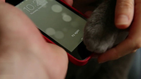 猫の肉球でiPhone 5sの指紋認証をしてみる