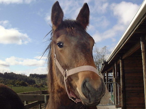 メスの馬