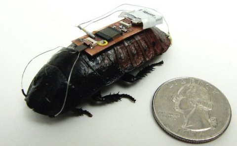 触覚と尾角に電線を取り付けたゴキブリ
