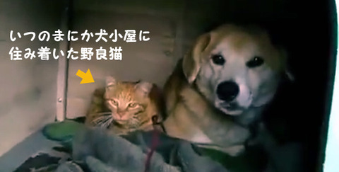 いつのまにか犬小屋に住み着いていた野良猫