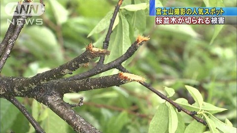 切断された富士山近辺の木の枝