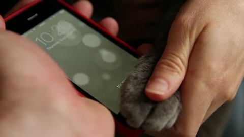猫の肉球でiPhone 5sの指紋認証をしてみる