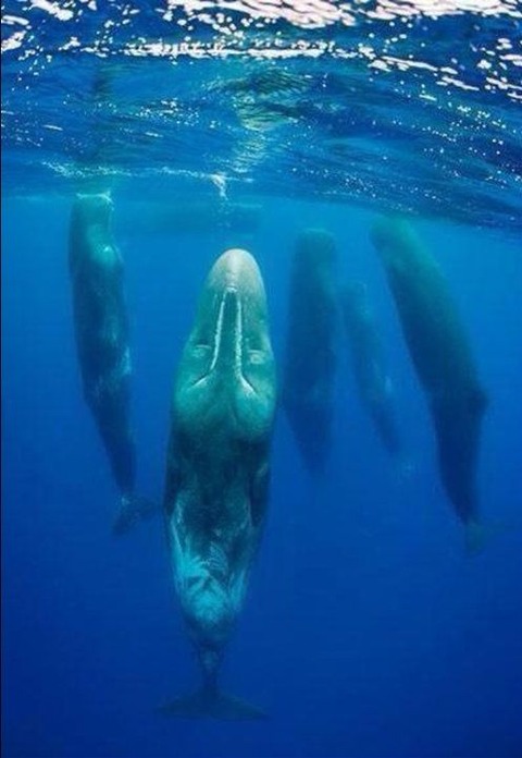 クジラの寝る姿