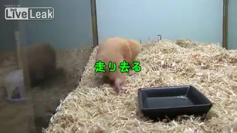 ヤングコーンを丸呑みにしたハムスター