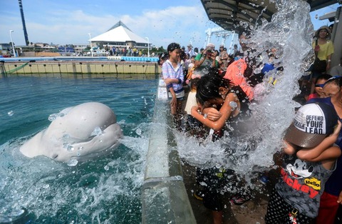 観客にむかって海水を口から噴射するシーパラダイスのシロイルカ