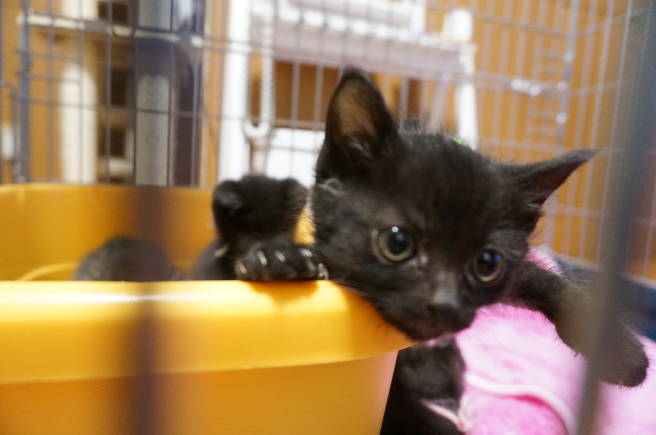 トイレは寝るところ オットでノインな日々