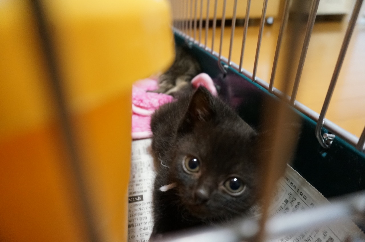 トイレは寝るところ オットでノインな日々