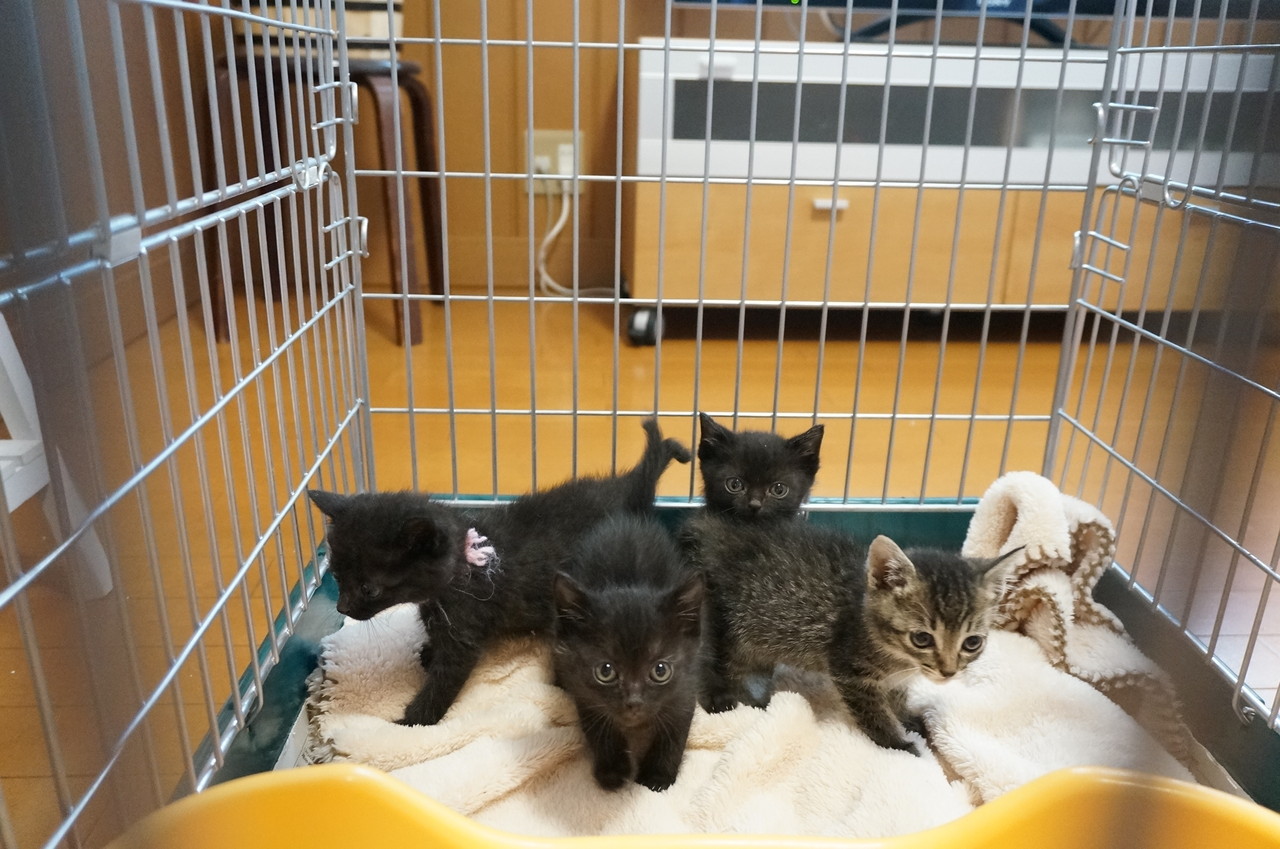 トイレは寝るところ オットでノインな日々