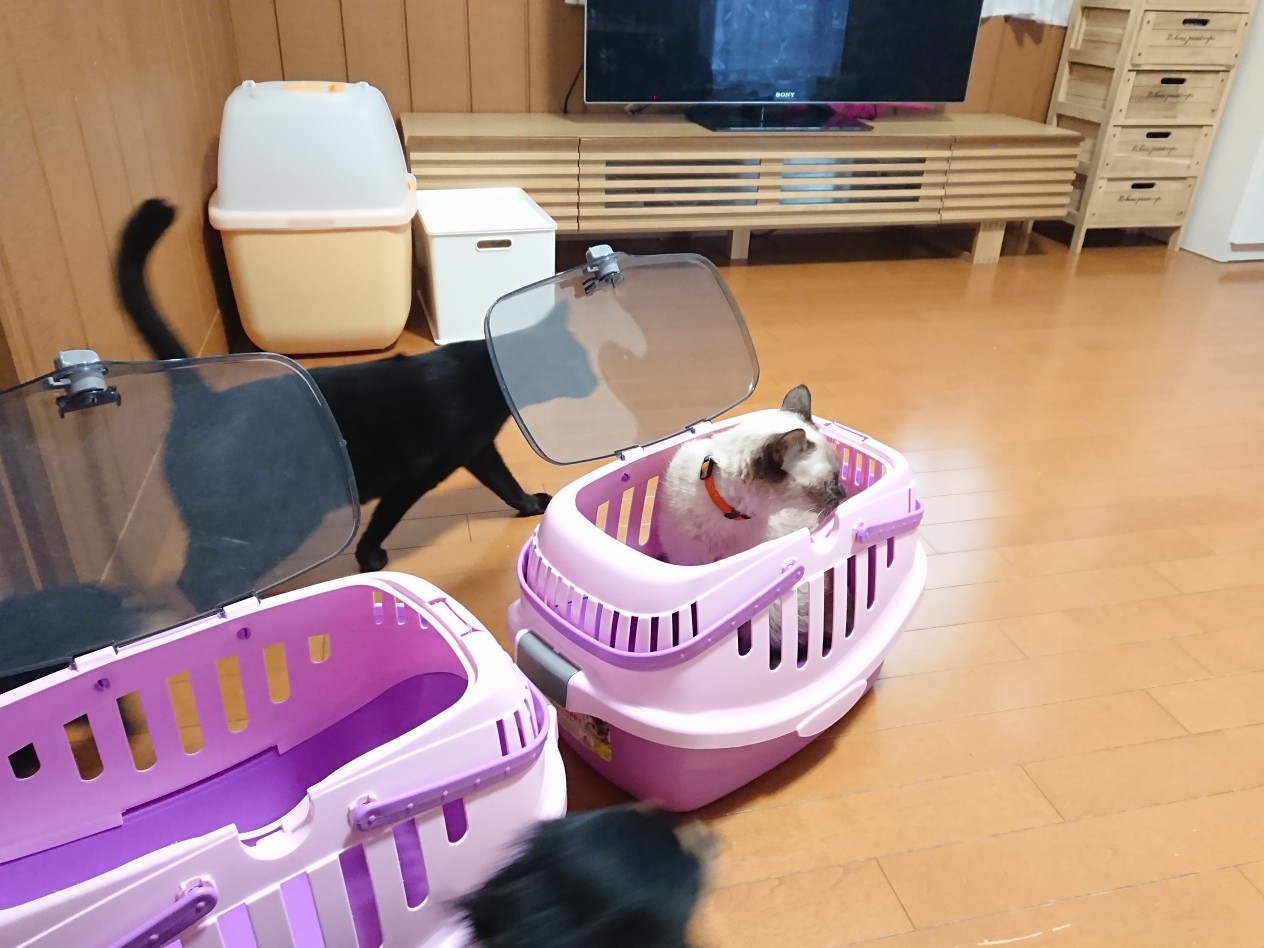 病院へ。アティトワ : オットでノインな日々