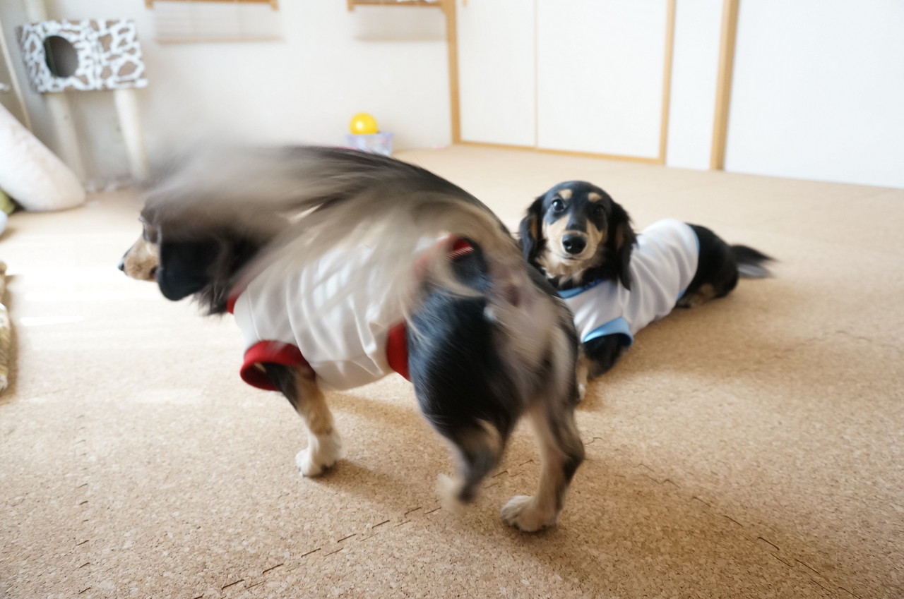 コルクマットの上で遊ぶ子たち オットでノインな日々 Powered By ライブドアブログ