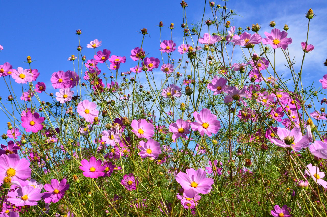 秋桜 コスモス 何故かこの曲が聴きたくなって おっとりな風景 洋楽散歩道