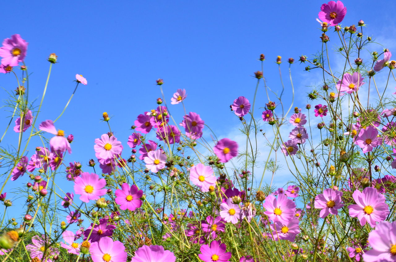 秋桜 コスモス 何故かこの曲が聴きたくなって おっとりな風景 洋楽散歩道