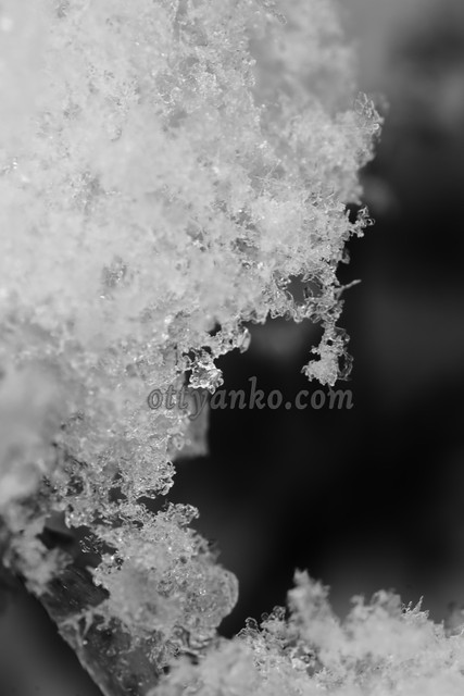 雪結晶を撮ったのでござる : おっちゃんこのトンデモ撮影記