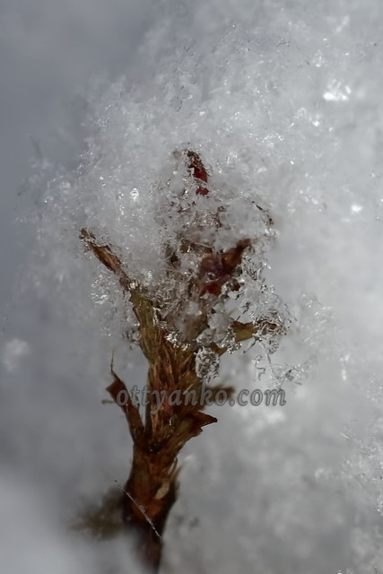雪結晶を撮ったのでござる : おっちゃんこのトンデモ撮影記