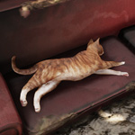 猫 ぬかキャン Fallout 76 サバイバルガイド 猫 ぬかキャン Fallout 76 サバイバルガイド