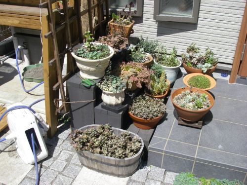 多肉の遮光 庭作業備忘録