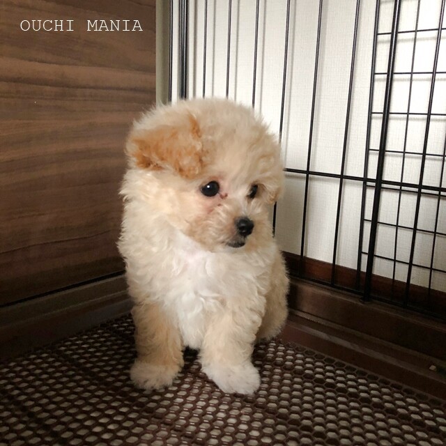 マルプーのポポちゃんが家族になりました おうちマニア Powered By ライブドアブログ