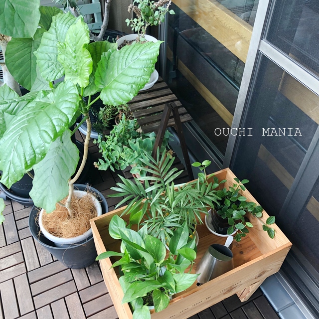 ダイソーの観葉植物は長持ちする お世話も簡単で初心者にもおススメ おうちマニア Powered By ライブドアブログ