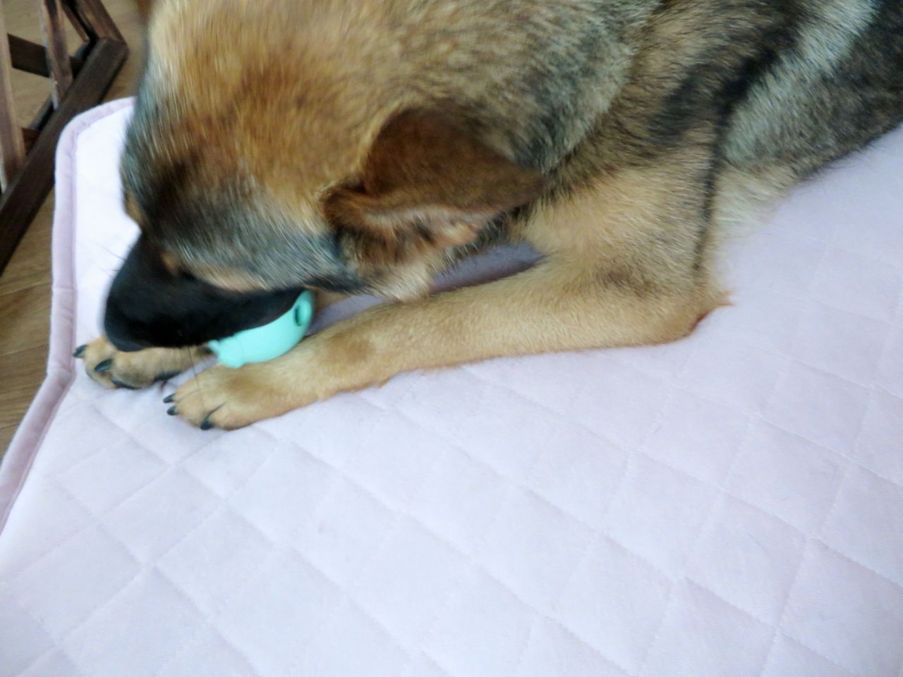 今日も絶食 可哀想ないろちゃん ノd 犬とあるけば パート3 老犬時代とその後 今日も絶食 可哀想ないろちゃん ノd 犬とあるけば パート3 老犬時代とその後