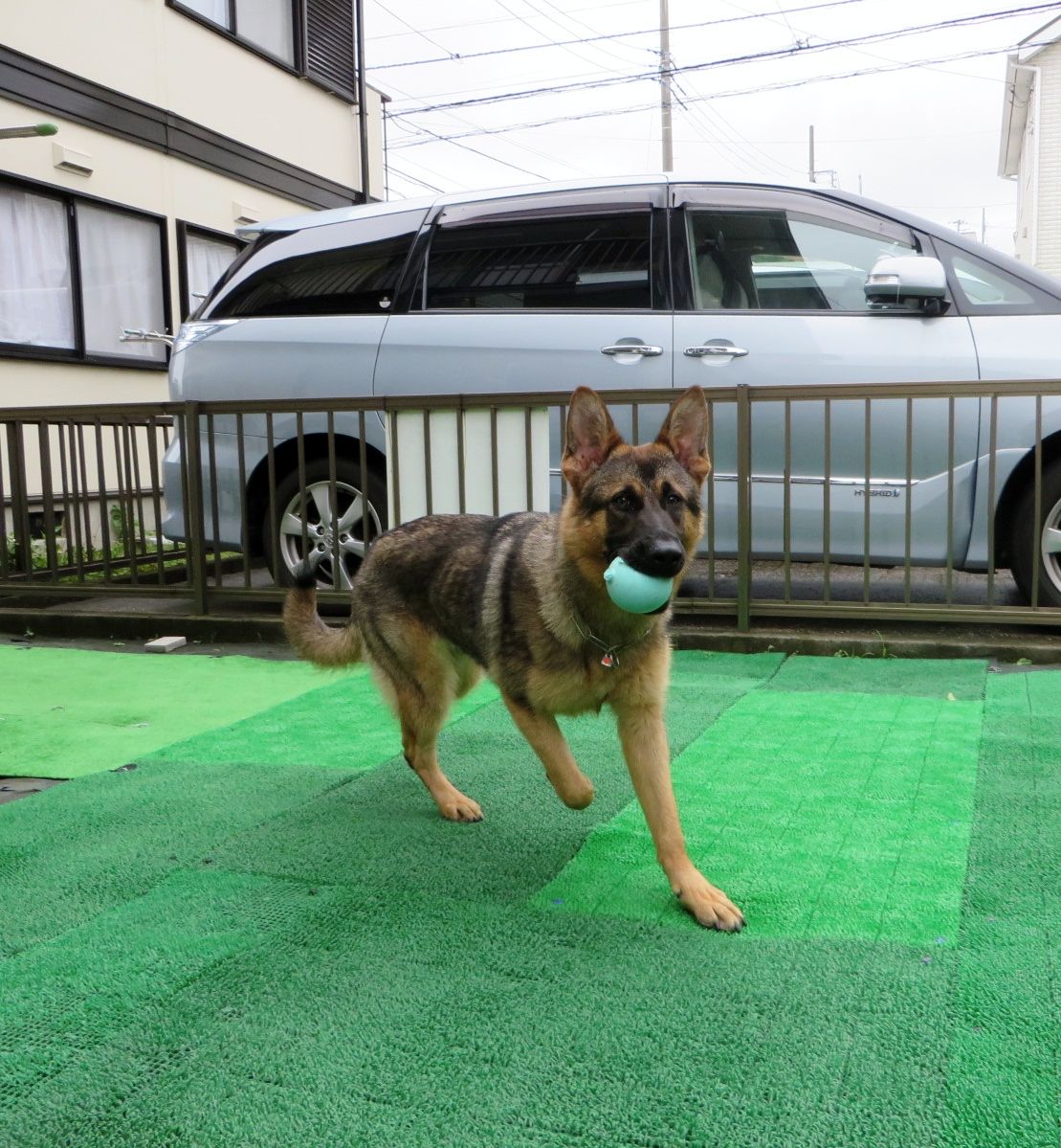 ストレスmaxで 犬とあるけば パート3 老犬時代とその後 ストレスmaxで 犬とあるけば パート3 老犬時代とその後