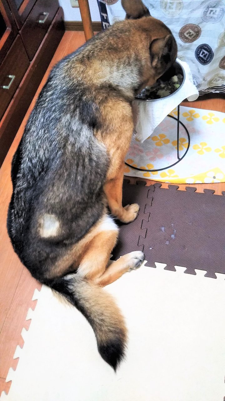 下半身完全にマヒ 犬とあるけば パート3 老犬時代とその後 下半身完全にマヒ 犬とあるけば パート3 老犬時代とその後