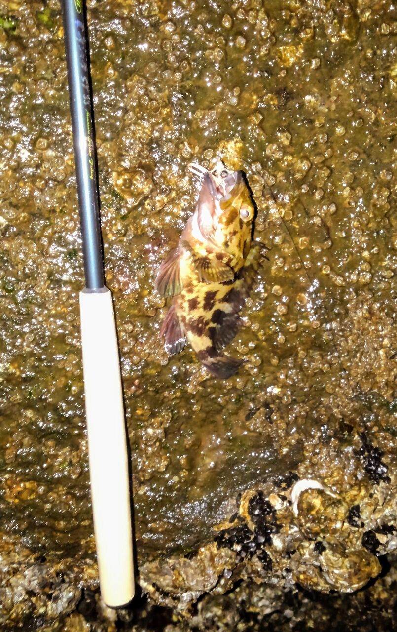 今回はフライタックル以外でカサゴ釣り カサゴフライのblog