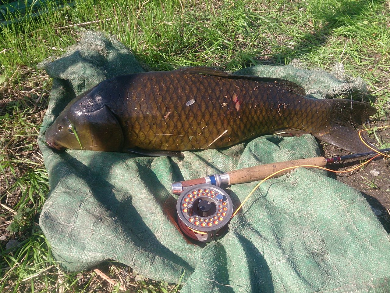 振替休日は用水路で鯉釣り カサゴフライのblog