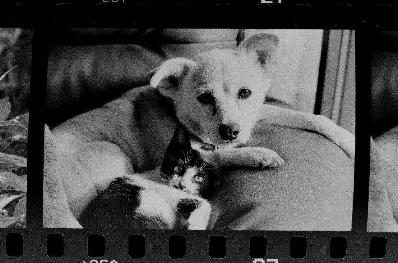 白黒犬猫ネタ1 カサゴフライのblog 白黒犬猫ネタ1 カサゴフライのblog