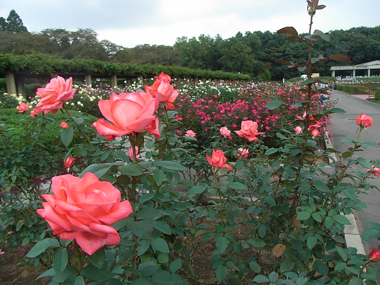 香りも色も深く 秋のバラフェスタ 神代植物公園 いつでも どこでも あなたの目に