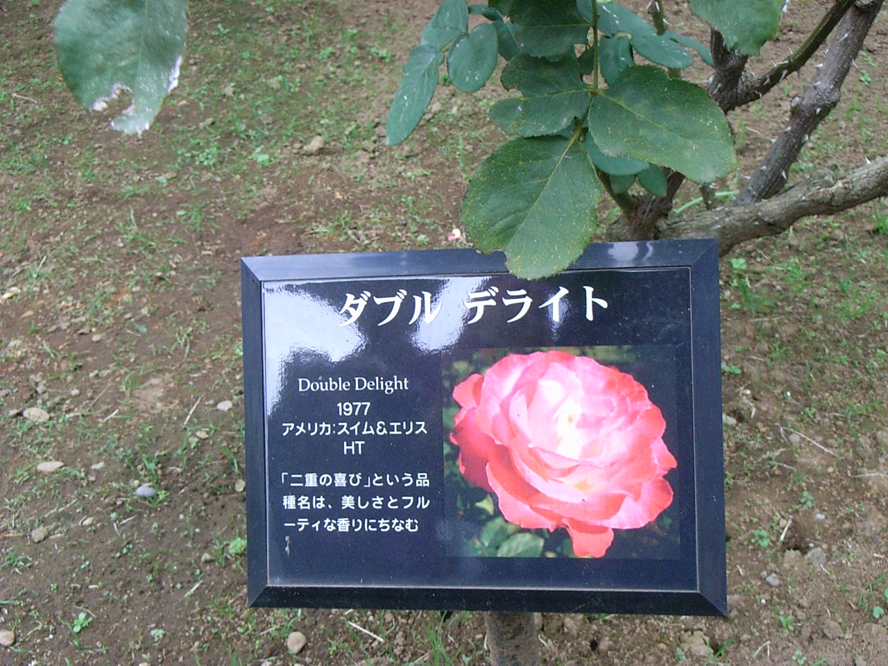 銀の皿に載る水のコップと薔薇の花