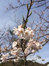 IMG_2673