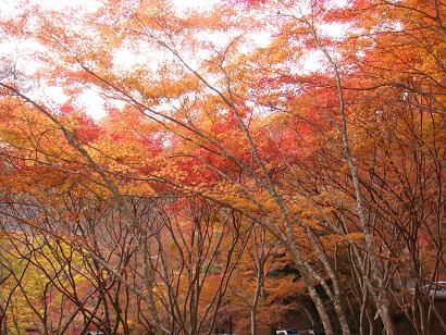 神護寺登り途中3