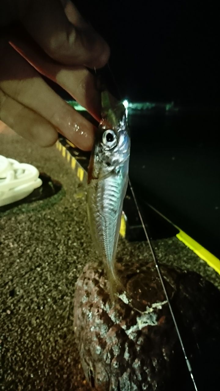 勝浦港 川津港 アジ釣り 茨城に潜むガンキン釣行記