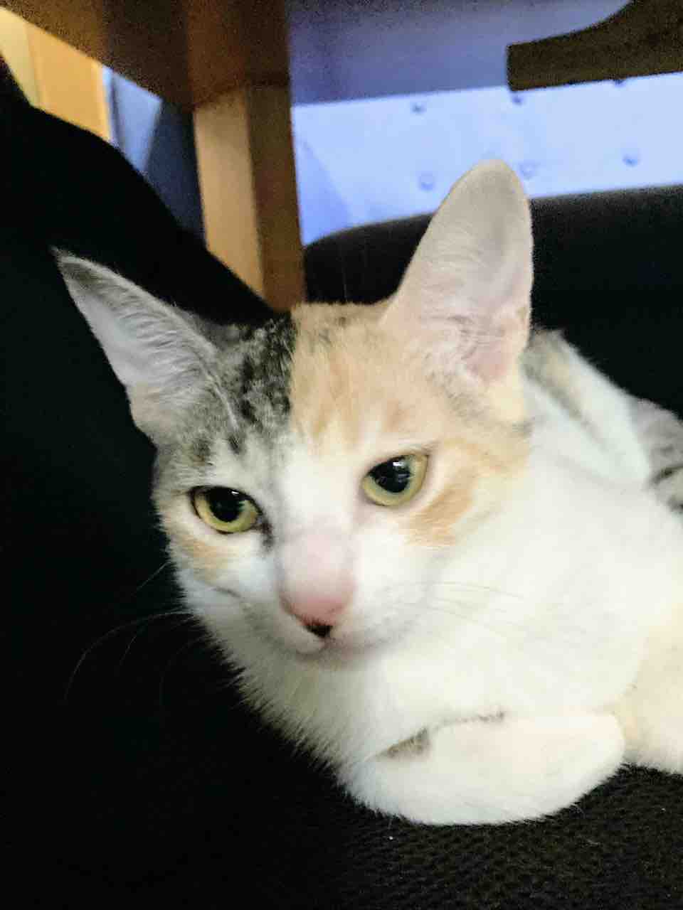 やっとのことで 寂しそう 頑張れぐり 青梅ニャンだふる Life