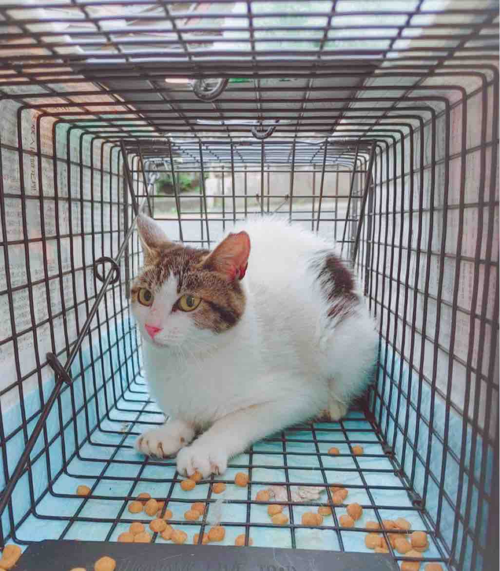 保護猫ちゃん達に幸あれ 青梅ニャンだふる Life