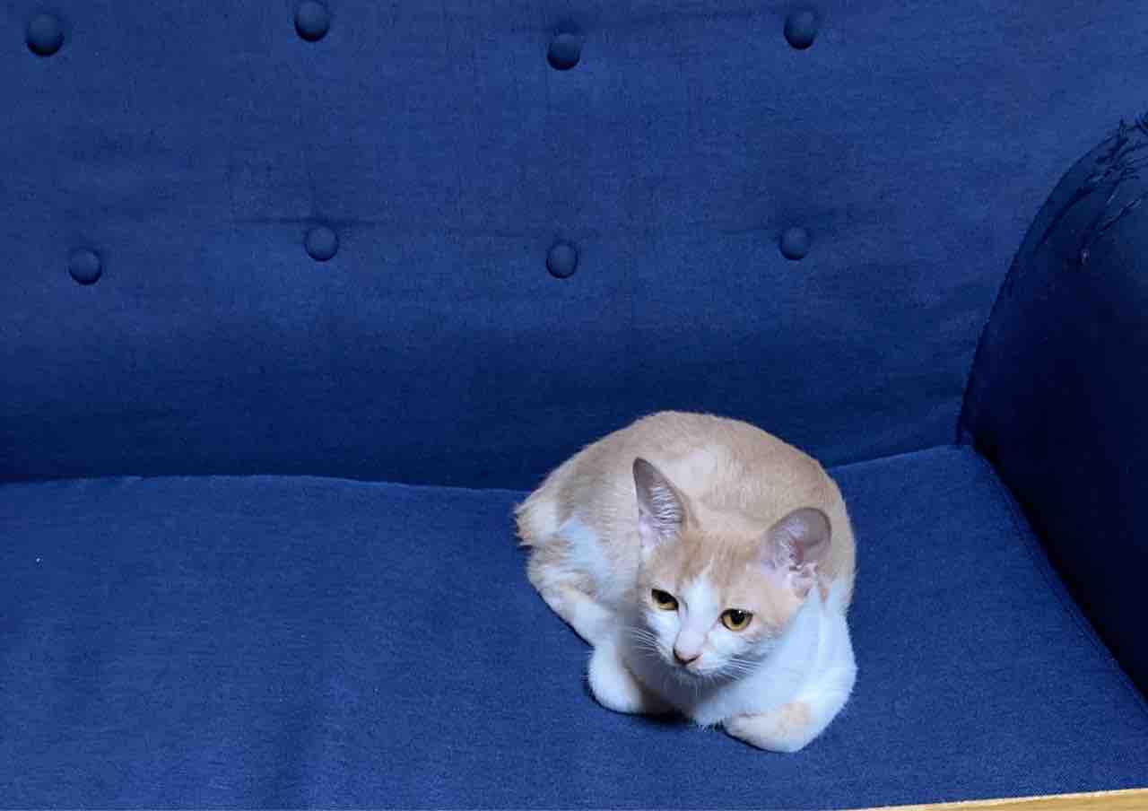 ☆猫ちゃんあるある☆ : 青梅ニャンだふる☆Life