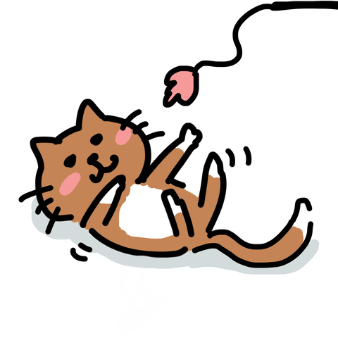 猫と遊ぶ時間