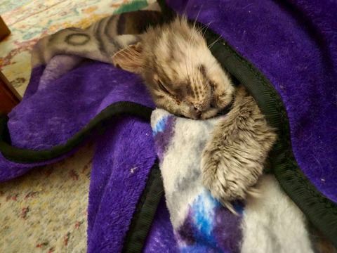 LINE_ALBUM_sleeping cats_260705_5